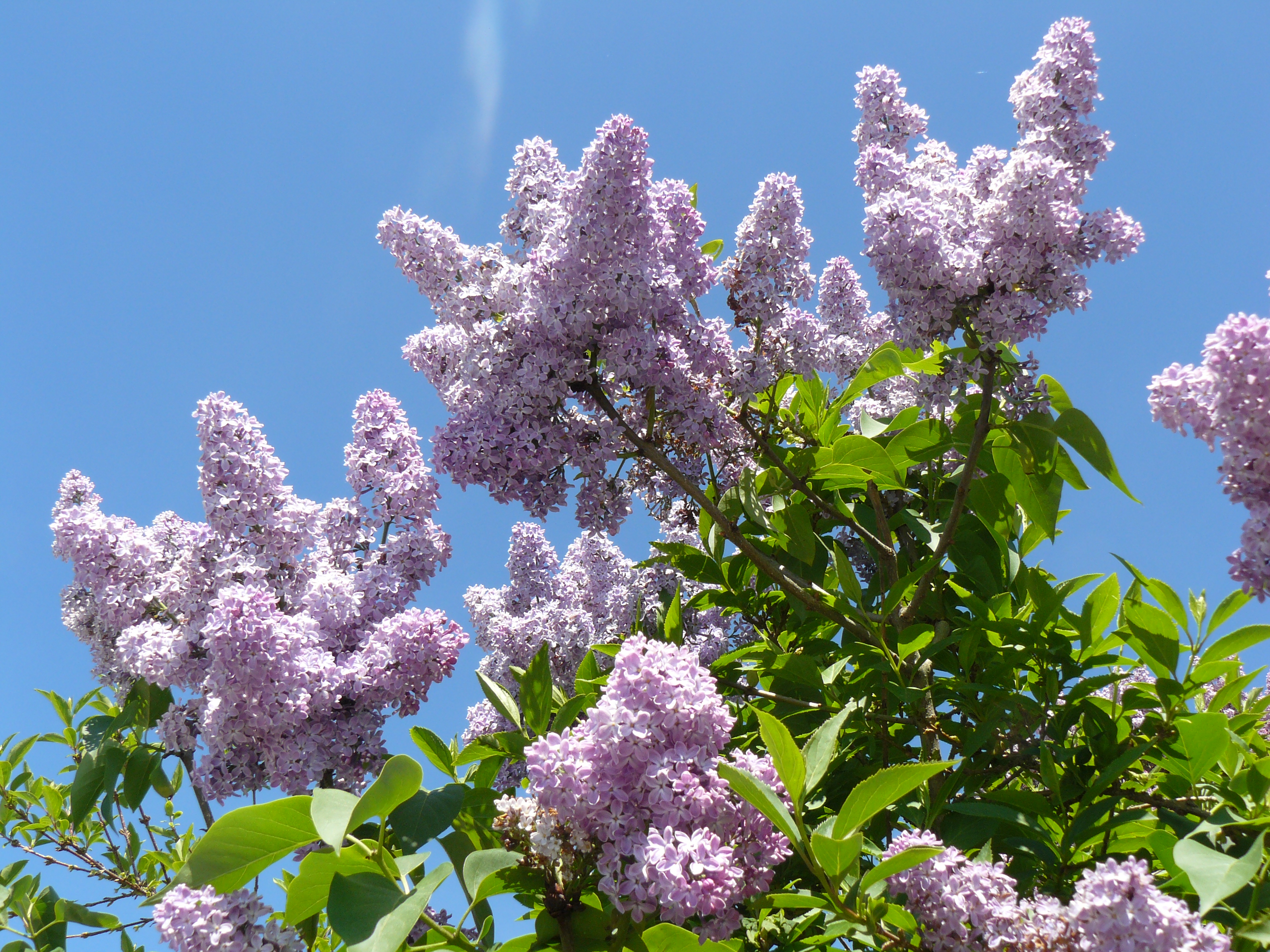 Flieder in voller Blüte